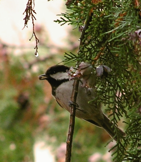 Cincia mora - Periparus ater